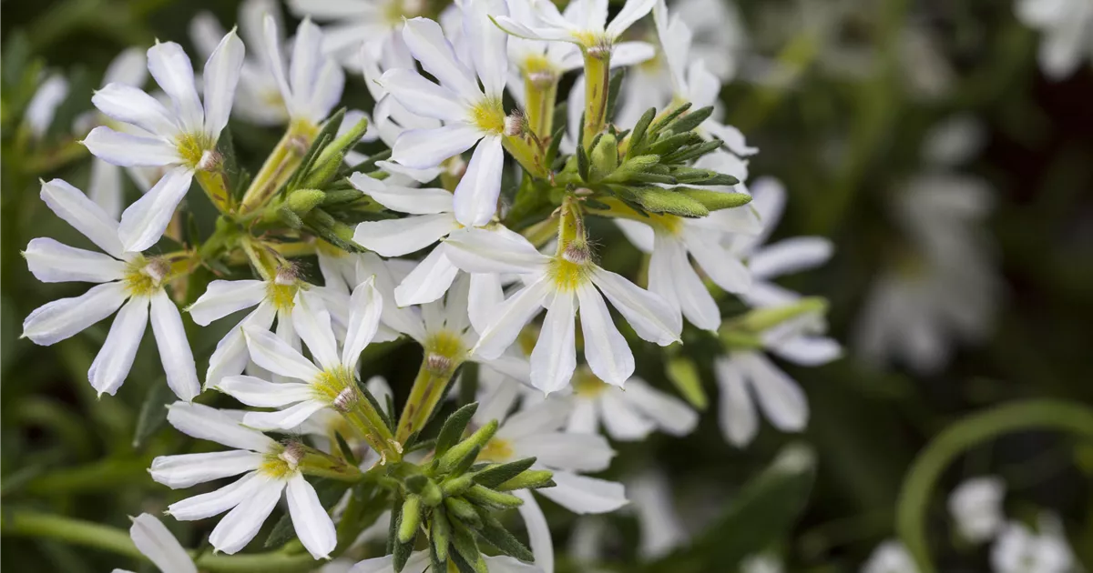 Verbena Wei Verbena Hybride H ngend Wei Verein Baumschulgruppe verbena-wei-verbena-hybride-h-ngend-wei-verein-baumschulgruppe