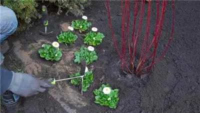 Gänseblümchen - Einpflanzen im Garten