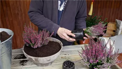 Knospenheide - Einpflanzen in ein Gefäß