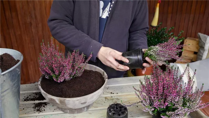 Knospenheide - Einpflanzen in ein Gefäß