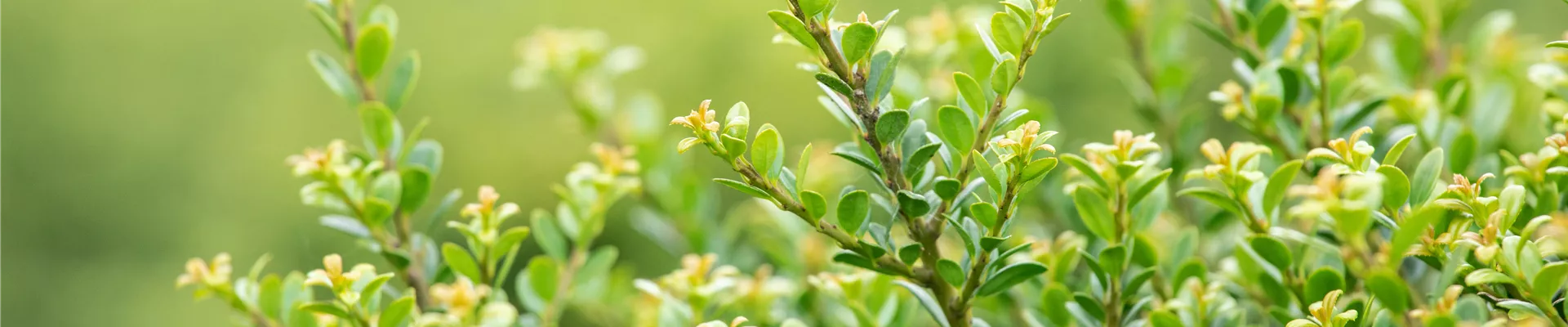 Ilex crenata 'Glorie Dwarf'