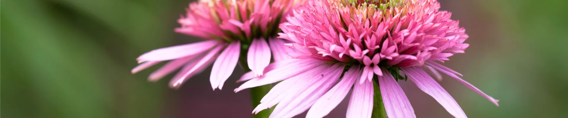 Echinacea purpurea