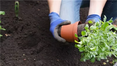 Blaukissen - Einpflanzen im Garten