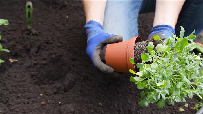 Blaukissen - Einpflanzen im Garten