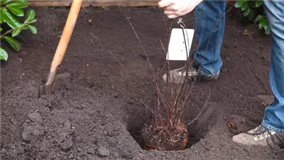 Strauchspiere - Einpflanzen im Garten
