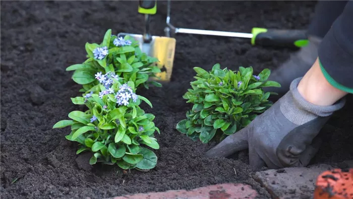 Vergissmeinnicht - Einpflanzen im Garten