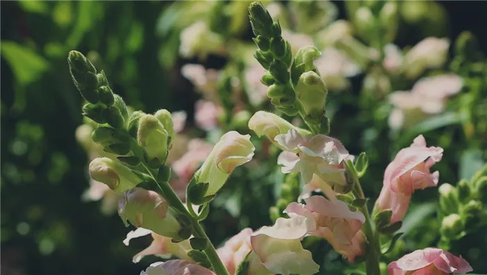 Löwenmaul - Einpflanzen im Garten