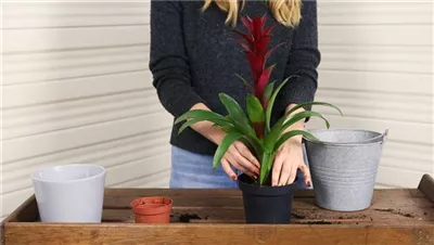 Bromelie - Einpflanzen in ein Gefäß