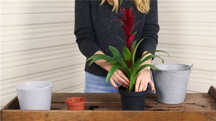 Bromelie - Einpflanzen in ein Gefäß