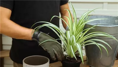 Grünlilie - Umtopfen