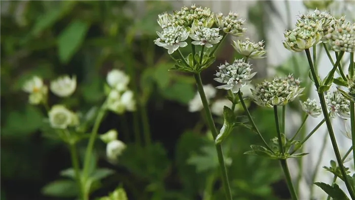 Sterndolde - Einpflanzen im Garten