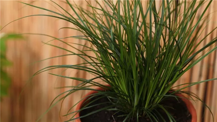 Gartensegge - Einpflanzen in ein Gefäß