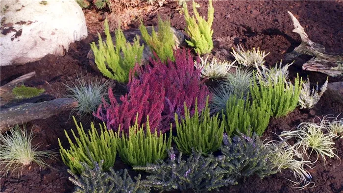 Ein Heidebeet anlegen