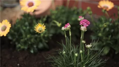 Strandgrasnelke - Einpflanzen im Garten