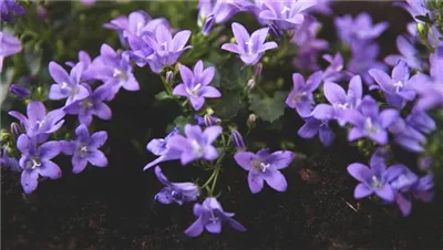 Dalmatiner Polster-Glockenblume - Einpflanzen im Garten