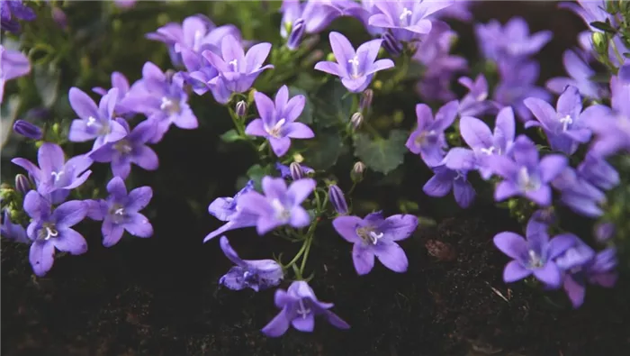 Dalmatiner Polster-Glockenblume - Einpflanzen im Garten