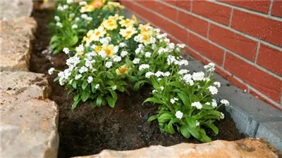 Weißes Vergissmeinnicht - Einpflanzen im Garten