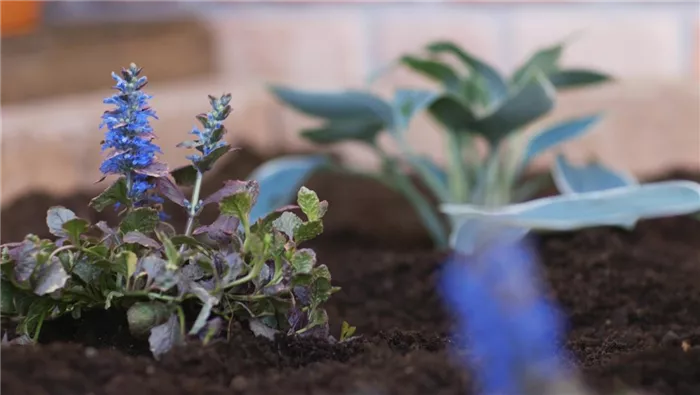 Kriechender Günsel - Einpflanzen im Garten