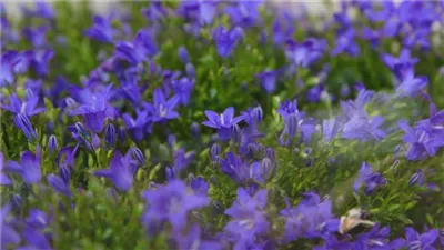 Glockenblume - Einpflanzen in den Garten