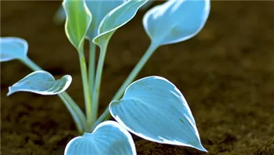 Funkien - Einpflanzen im Garten
