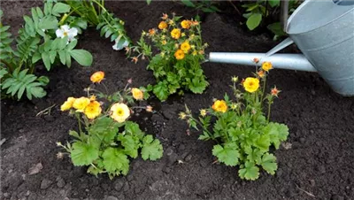 Nelkenwurz - Einpflanzen im Garten