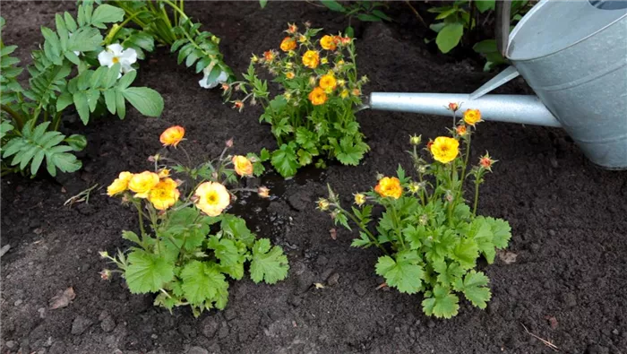 Nelkenwurz - Einpflanzen im Garten