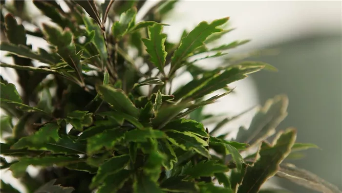 Fingeraralie - Umtopfen