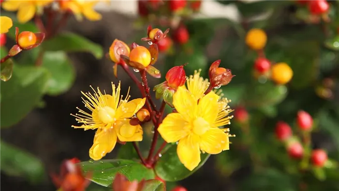 Johanniskraut - Einpflanzen im Garten