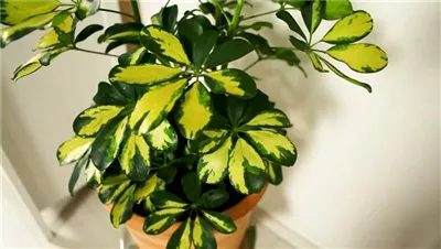 Strahlenaralie - Umtopfen