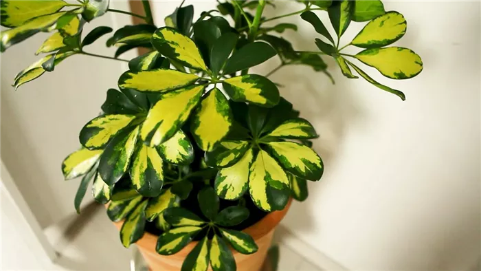 Strahlenaralie - Umtopfen