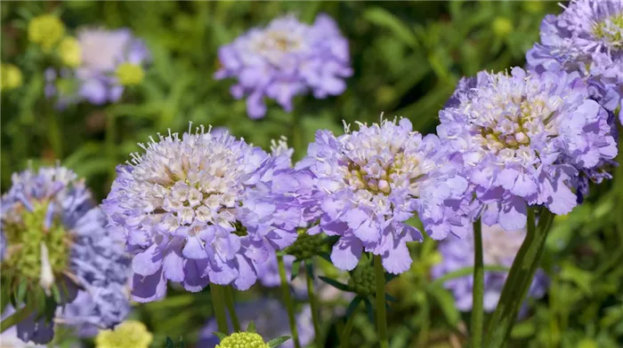 Taubenskabiose - Einpflanzen im Garten