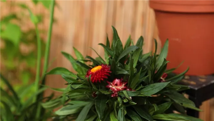 Garten-Strohblume - Einpflanzen in ein Gefäß