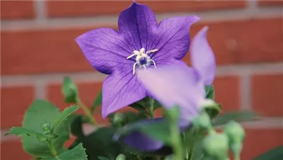 Ballonblume- Einpflanzen im Garten