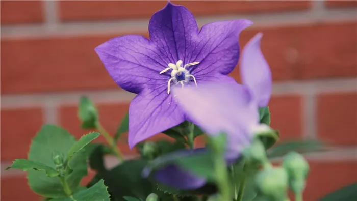Ballonblume- Einpflanzen im Garten