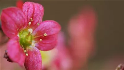 Moossteinbrech - Einpflanzen im Garten