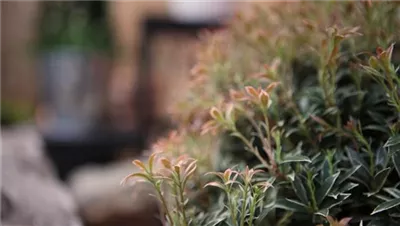 Japanisches Schattenglöckchen - Einpflanzen im Garten