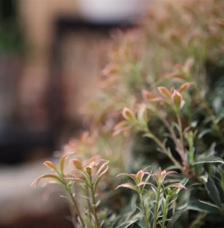 Japanisches Schattenglöckchen - Einpflanzen im Garten