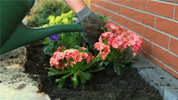 Gewöhnliche Bitterwurz - Einpflanzen im Garten