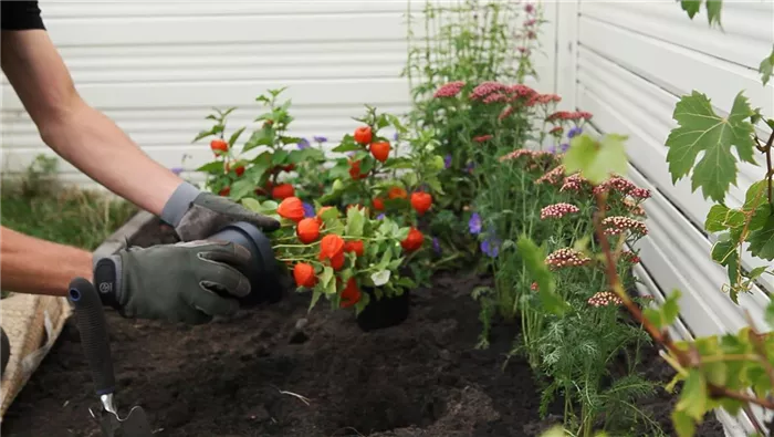 Physalis - Einpflanzen im Garten