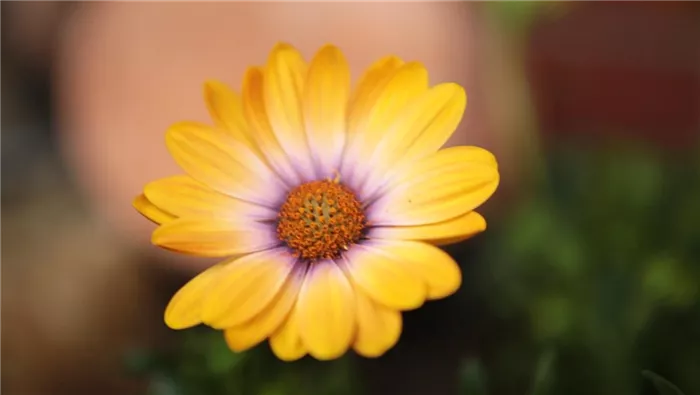 Kapkörbchen - Einpflanzen in den Garten