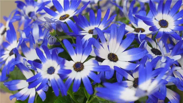Aschenblumen - Einpflanzen im Garten