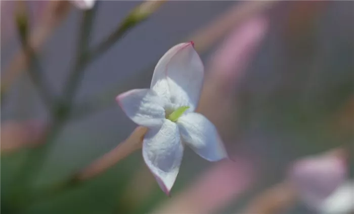 Zimmerjasmin - Einpflanzen in ein Gefäß
