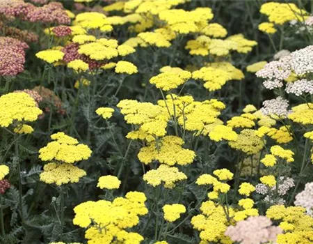 Achillea clypeolata 'Moonshine'