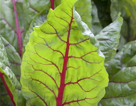 Beta vulgaris var. cicla 'Bright Lights'
