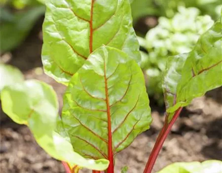 Beta vulgaris var. cicla