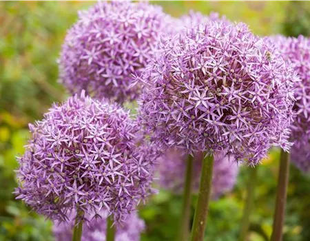 Allium 'Eros'