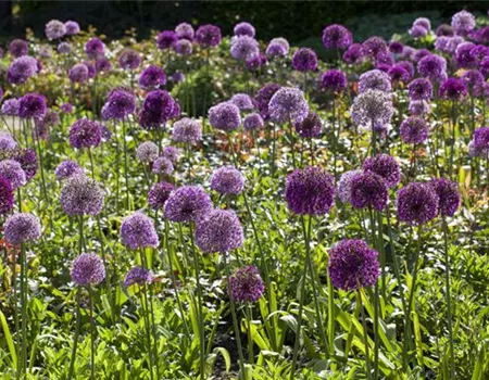 Allium 'Blütenbälle'