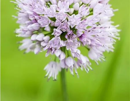 Allium 'Summer Beauty'