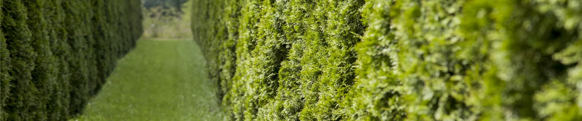 Thuja occidentalis 'Smaragd'