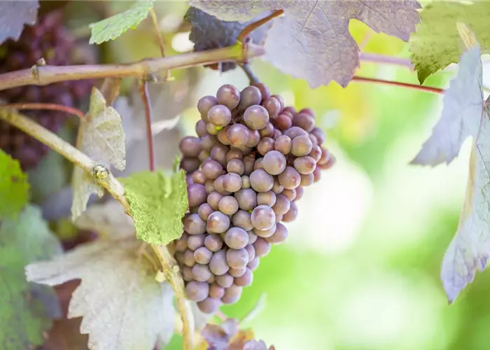 Warum Wein eigentlich aus Beeren gemacht wird